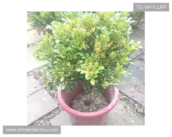 米兰开花时间：不同花卉在米兰的开花时间及最佳观赏地点推荐
